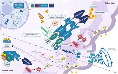 The pyrin inflammasome, a leading actor in pediatric autoinflammatory diseases